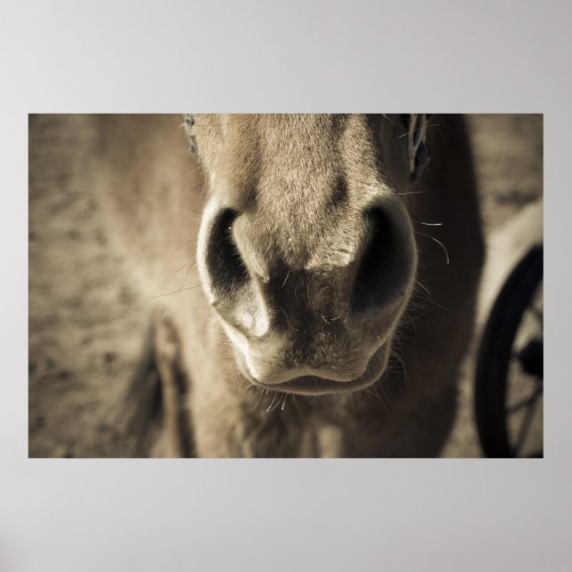 The Incredible Edible Mr. Ed Poster (Front)