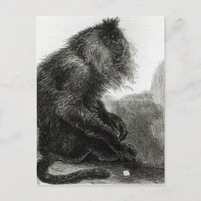 The Indian Waderoo Monkey Postcard (Front)