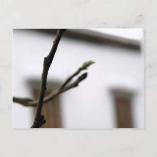 The Initial Postcard