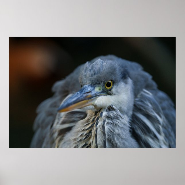The Intense Gaze of a Grey Heron in Close-Up Poster (Front)