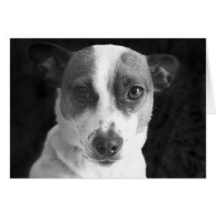 The Jack Russell Stare