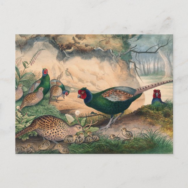 The Japan Pheasant by Joseph Wolf Postcard (Front)