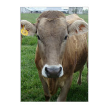 The Jersey Cow Portrait