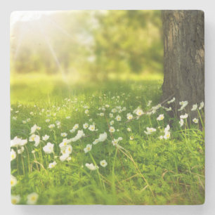 The Joys of Spring Stone Coaster