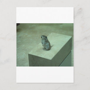 The Killer Mouse (Onychomys leucogaster) howls! Postcard