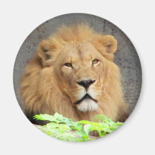 The King, Male Lion Magnet