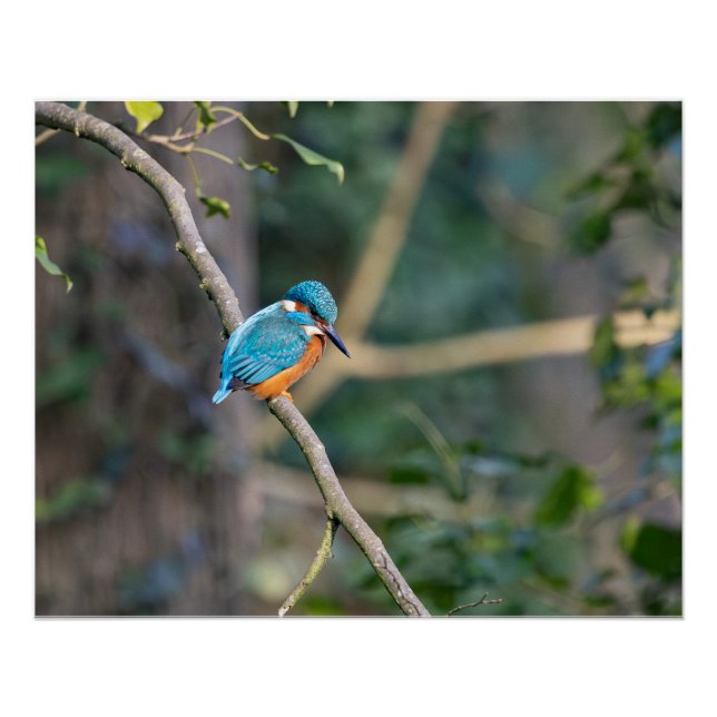 The kingfisher poster (Front)