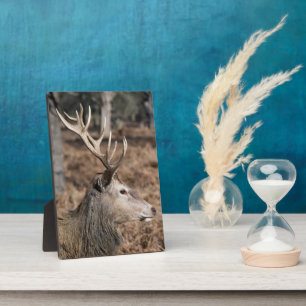 The King's Deer of Richmond Park, London, UK Plaque