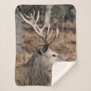 The King's Deer of Richmond Park, London, UK Sherpa Blanket