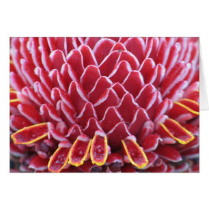 The Kings' Torch Ginger