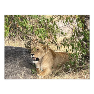 The King's Warning – African Lion Photo Print