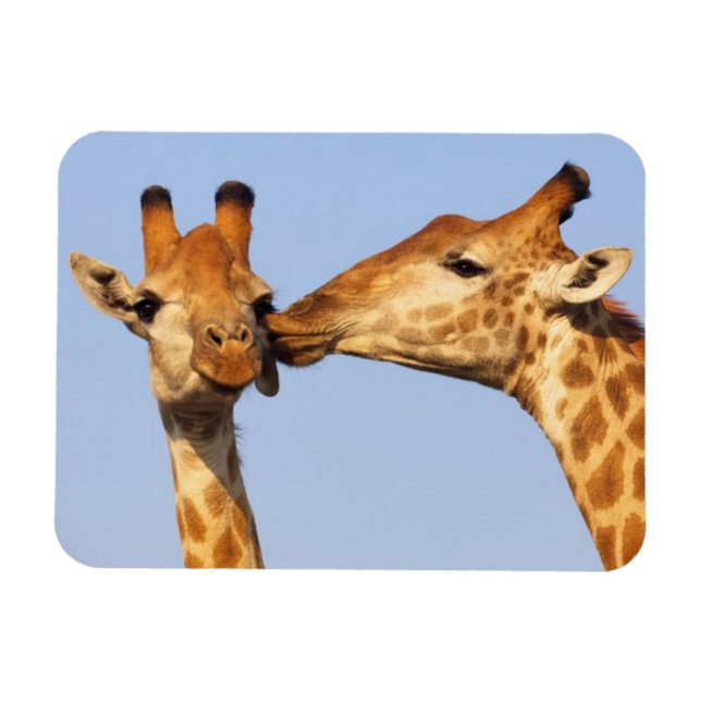 The Kiss Magnet (Horizontal)