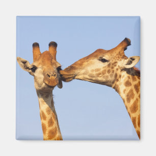 The Kiss Magnet