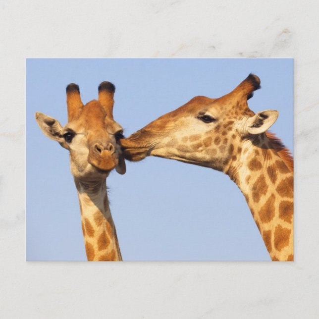 The Kiss Postcard (Front)