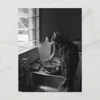 The Kitchen Sink Postcards