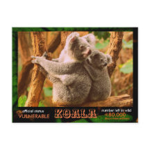 THE KOALA (Bear) is endangered, read this: -
