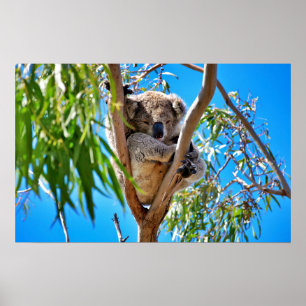 The Koala Bear Poster