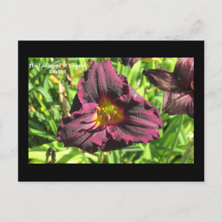 The language of flowers  Dark Day lily postcard