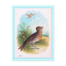 "The Lark" Vintage Illustration