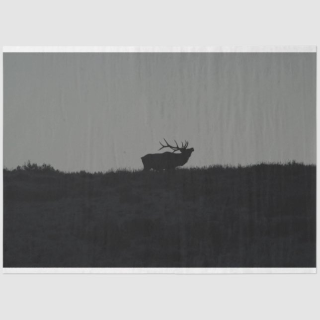 The Last Bugle  Tissue Paper (Front)