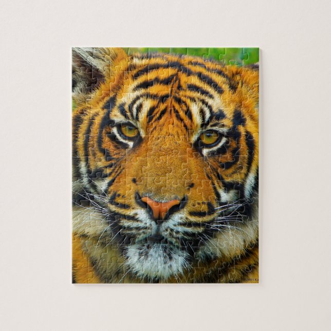 The Last TIger Jigsaw Puzzle (Vertical)