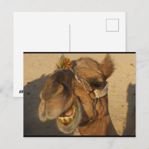 The Laughing Camel Postcard