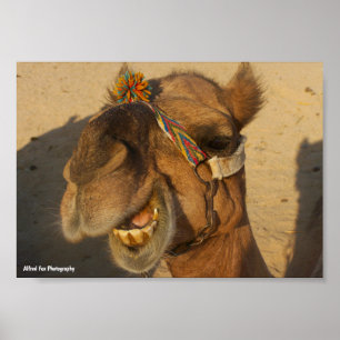 The Laughing Camel Poster