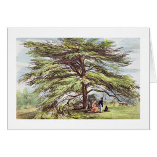 The Lebanon Cedar Tree in the Arboretum, Kew Garde