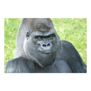 The Legendary Side Glance of a Siverback Photo Print