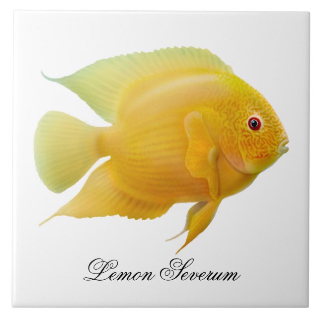 The Lemon Severum Cichlid Fish Tile (Front)