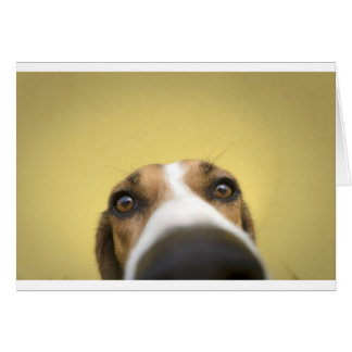 the lens cleaner