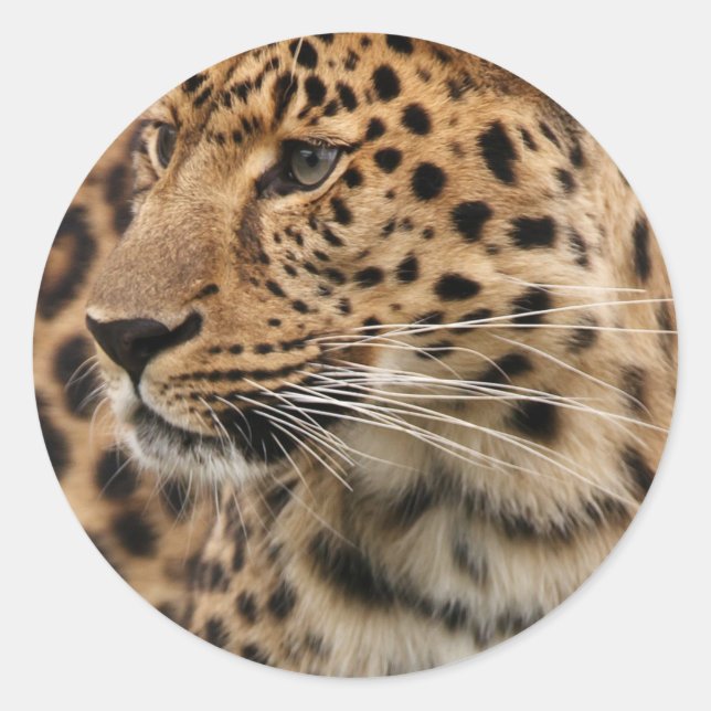 The Leopard Classic Round Sticker (Front)