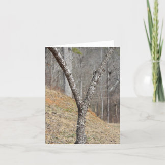The letter Y made by a tree Note Card