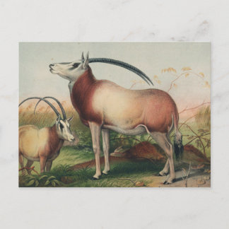 The Leucoryx Antelope by Joseph Wolf Postcard