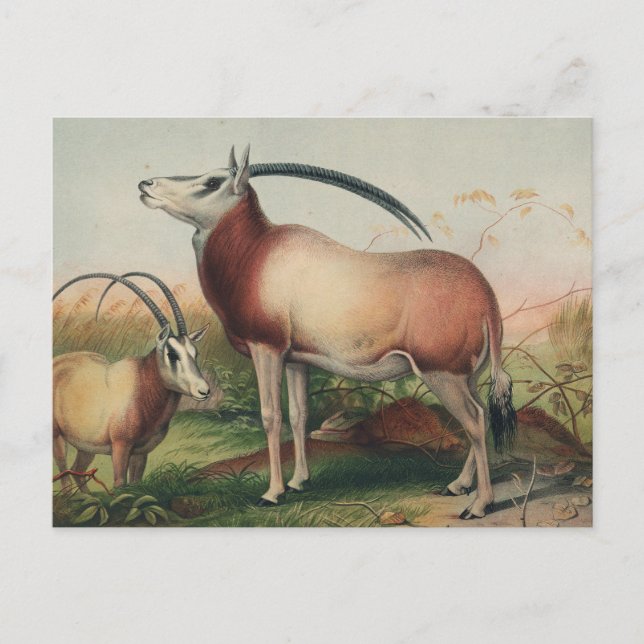The Leucoryx Antelope by Joseph Wolf Postcard (Front)