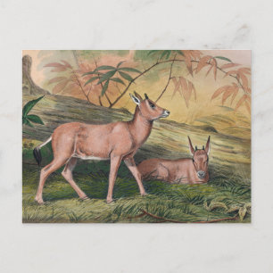 The Leucoryx by Joseph Wolf Postcard