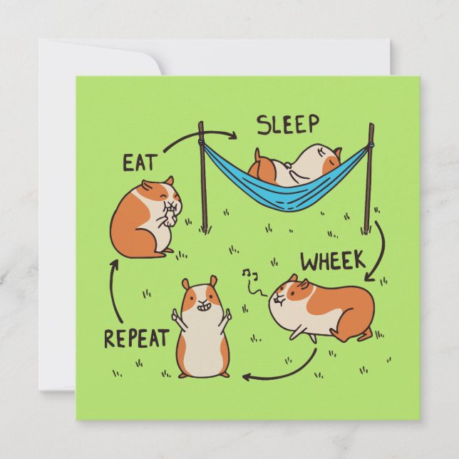 The life cycle of a Guinea Pig (Front)