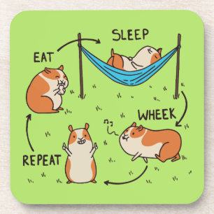 The life cycle of a Guinea Pig Coaster