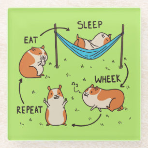 The life cycle of a Guinea Pig Glass Coaster