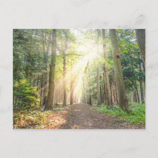 The light from above in the forest postcard