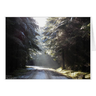 The light in the forest