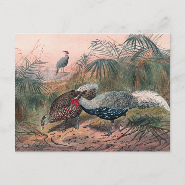 The Lineated Pheasant by Joseph Wolf Postcard (Front)