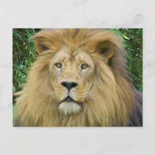 The Lion Postcard