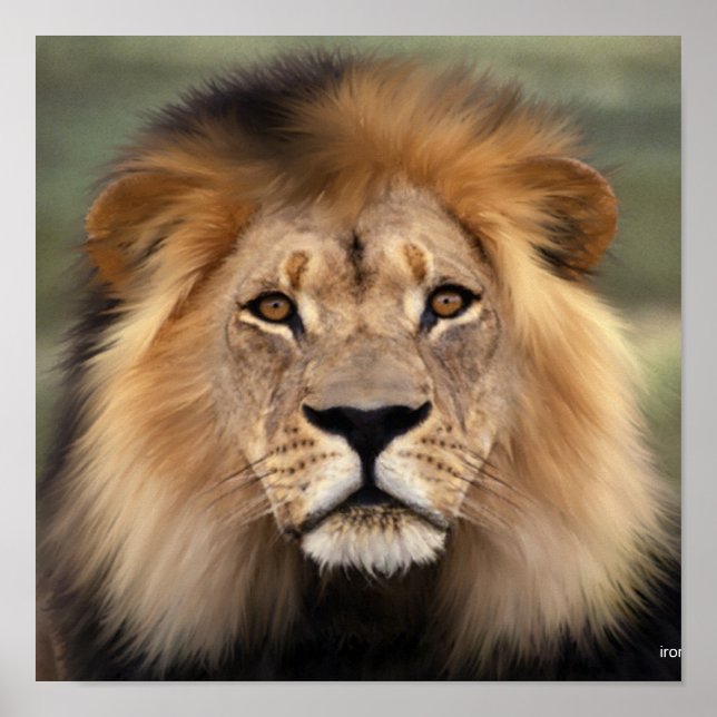 The Lion Poster (Front)