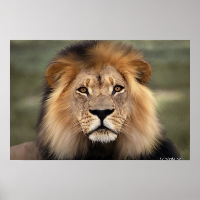 The Lion Poster (Front)