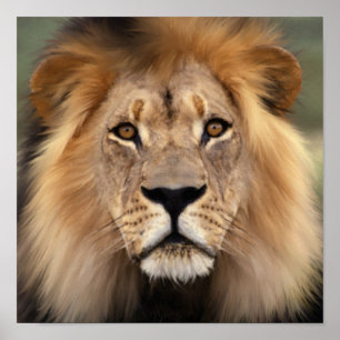The Lion Poster