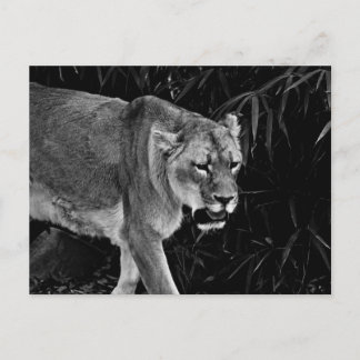 The Lioness Postcard
