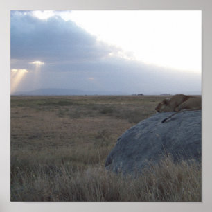 The Lioness's Sunset Poster