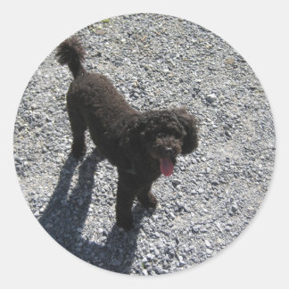 The Little Black Poodle Classic Round Sticker