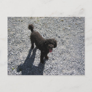 The Little Black Poodle Postcard